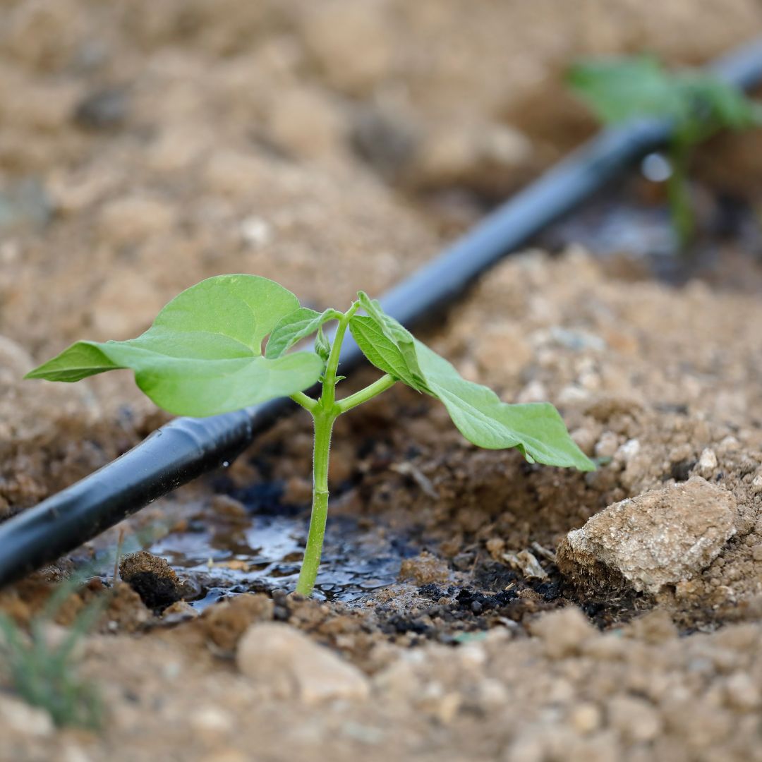 Drip irrigation