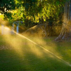 water from sprinkler sprays by tree 